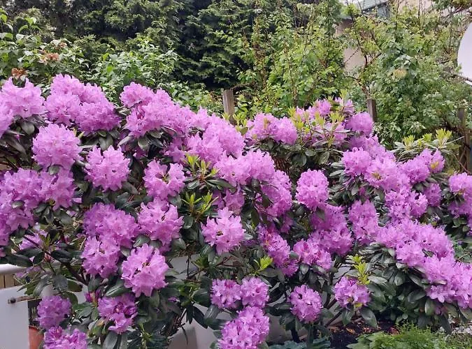 Apartment Happy House